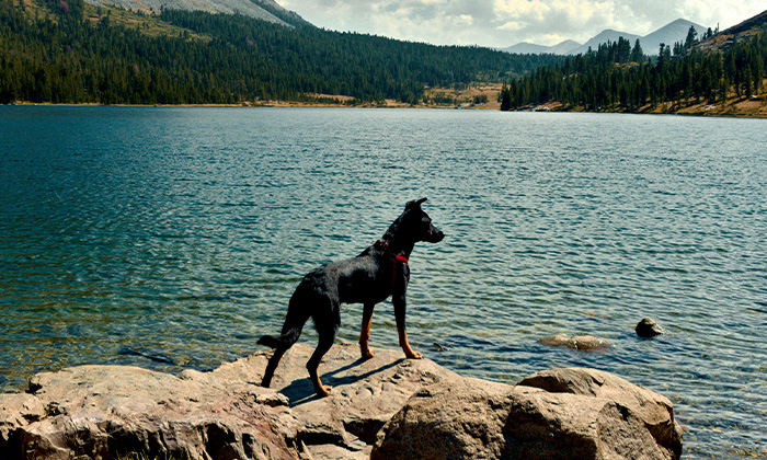 Dog enjoying a stay at Fox Hotel & Suites in Banff